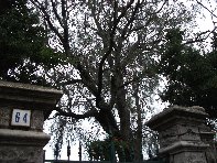 Ginestra_di_Milo - 20100924 048.jpg